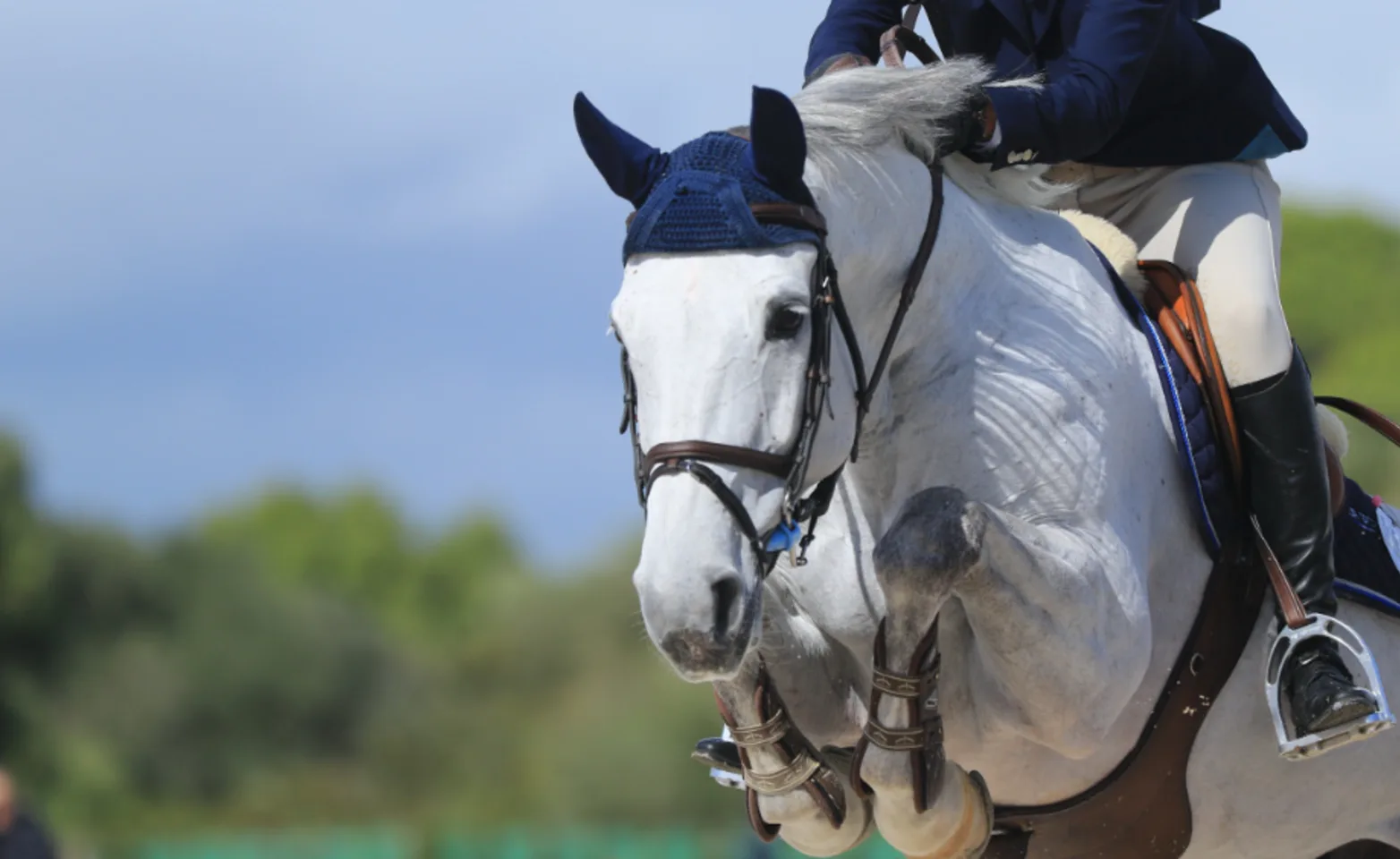 Jockey and white horse jumping